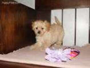 Cavapoo Puppy for sale in New Bremen, OH, USA