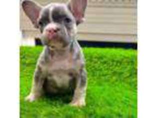 French Bulldog Puppy for sale in Danbury, CT, USA
