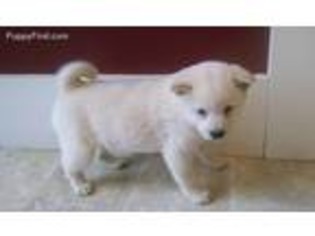 Shiba Inu Puppy for sale in Peru, IN, USA