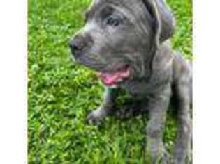 Cane Corso Puppy for sale in Hollywood, FL, USA