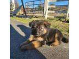Mutt Puppy for sale in Epsom, NH, USA