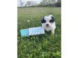 Mutt Puppy for sale in River Falls, WI, USA