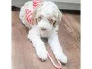 Goldendoodle Puppy for sale in Branson, MO, USA