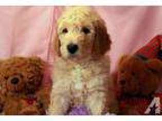 Labradoodle Puppy for sale in FREDERICKSBURG, VA, USA