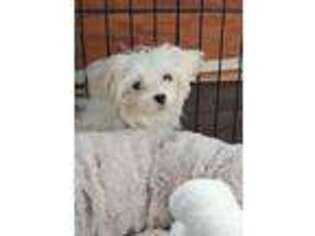 Maltese Puppy for sale in Wayne, NJ, USA