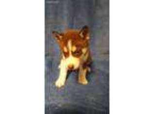 Siberian Husky Puppy for sale in Big Cove Tannery, PA, USA