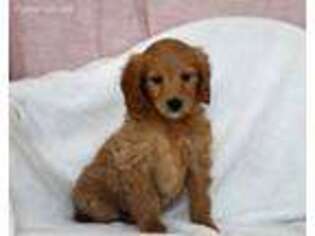 Goldendoodle Puppy for sale in Drumore, PA, USA