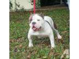 American Pit Bull Terrier Puppy for sale in TITUSVILLE, FL, USA