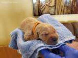 Golden Retriever Puppy for sale in Arcadia, CA, USA