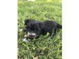 Havanese Puppy for sale in Wesley, AR, USA