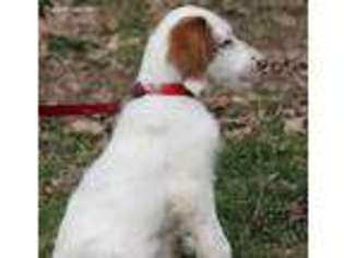Labradoodle Puppy for sale in Litchfield, MI, USA