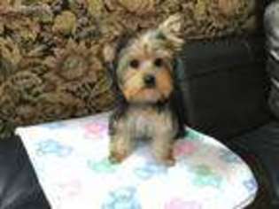 Yorkshire Terrier Puppy for sale in San Antonio, TX, USA