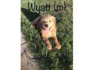 Goldendoodle Puppy for sale in Wittmann, AZ, USA