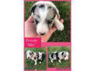 Australian Shepherd Puppy for sale in Shelby, IA, USA