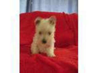 West Highland White Terrier Puppy for sale in Woodbury, NJ, USA