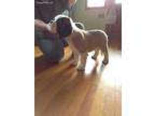 Saint Bernard Puppy for sale in Jamestown, MO, USA