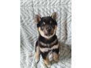 Shiba Inu Puppy for sale in Highland, MI, USA
