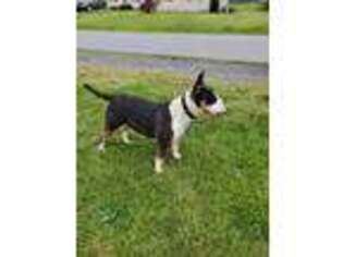 Bull Terrier Puppy for sale in Martinsburg, WV, USA