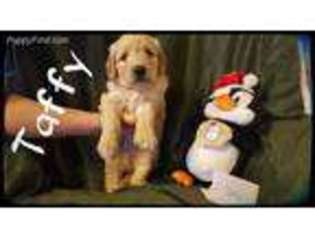 Goldendoodle Puppy for sale in Kennewick, WA, USA