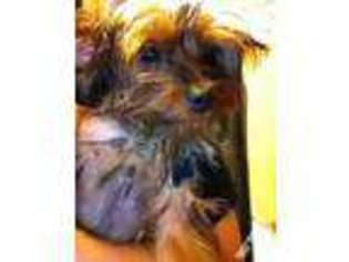 Yorkshire Terrier Puppy for sale in LAWRENCE, KS, USA