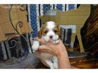 Cavalier King Charles Spaniel Puppy for sale in Gothenburg, NE, USA