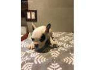French Bulldog Puppy for sale in Branchville, NJ, USA