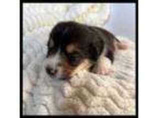 Pembroke Welsh Corgi Puppy for sale in Norridgewock, ME, USA