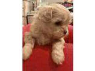 Shih-Poo Puppy for sale in Delaware, OH, USA