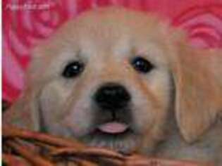 Golden Retriever Puppy for sale in Stanwood, WA, USA