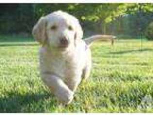 Labradoodle Puppy for sale in SALEM, OR, USA
