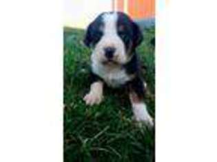 Greater Swiss Mountain Dog Puppy for sale in Eureka, IL, USA