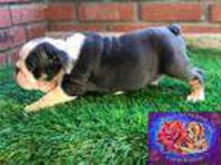 Bulldog Puppy for sale in Mcallen, TX, USA