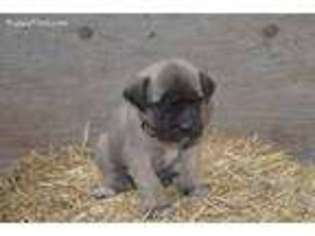 Mastiff Puppy for sale in Oskaloosa, KS, USA