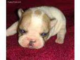 French Bulldog Puppy for sale in Elba, AL, USA