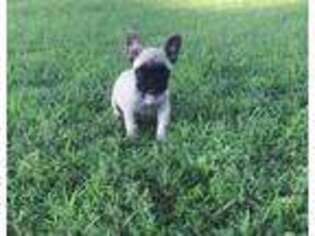 French Bulldog Puppy for sale in Bowie, TX, USA