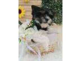 Biewer Terrier Puppy for sale in Las Vegas, NV, USA