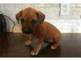 Rhodesian Ridgeback Puppy for sale in Watertown, NY, USA