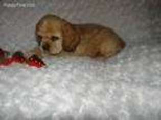 Cocker Spaniel Puppy for sale in Decker, MI, USA