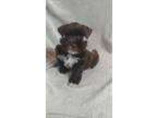 Mutt Puppy for sale in Newville, AL, USA