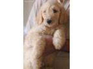 Goldendoodle Puppy for sale in Denver, NC, USA