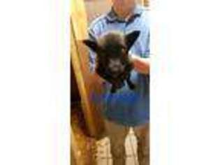 Dutch Shepherd Dog Puppy for sale in Jamestown, NC, USA