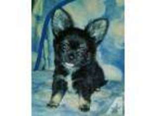 Chihuahua Puppy for sale in RIDGEFIELD, WA, USA