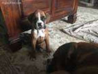 Boxer Puppy for sale in Riverside, CA, USA