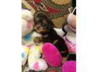 Yorkshire Terrier Puppy for sale in Taft, TN, USA