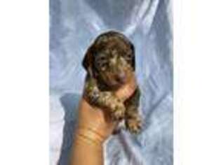 Dachshund Puppy for sale in White Oak, GA, USA