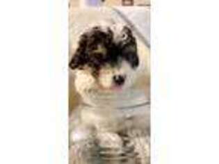 Mutt Puppy for sale in Marshalltown, IA, USA
