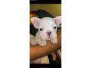 French Bulldog Puppy for sale in Bloomfield Hills, MI, USA