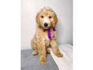 Goldendoodle Puppy for sale in Springville, UT, USA