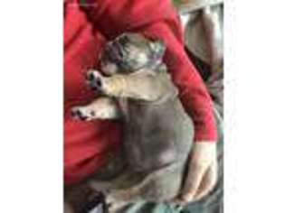 Bulldog Puppy for sale in New Knoxville, OH, USA