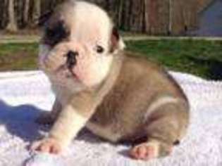 Bulldog Puppy for sale in MOREHEAD, KY, USA